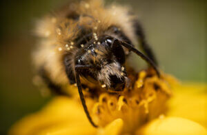 Biene beim Nektar trinken